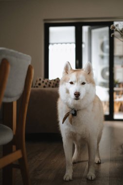 Güzel Sibirya köpeği, açık sarı renkli bandana takıyor. Oturma odasında, ahşap zeminin yanında duruyor. Arka planda büyük bir pencere var.