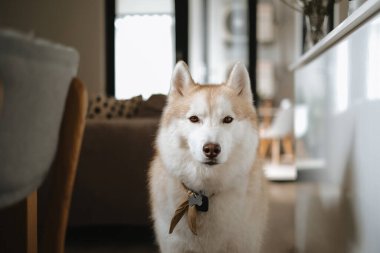 Oturma odasında, ahşap zeminin yanında duran soluk sarı renkli, güzel Sibirya köpeği. Arka planda büyük bir pencere var.