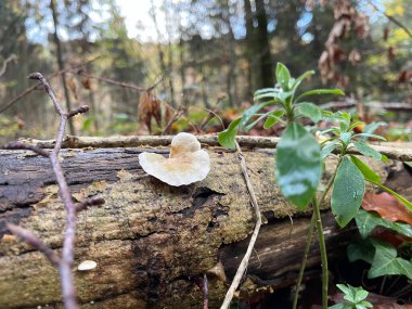 Dağ yamacındaki bir ormanda, mantarlar farklı yerlerde yetişir.