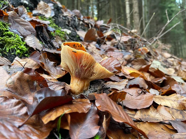 Dans Une Forêt Flanc Montagne Les Champignons Poussent Dans Différents — Photo