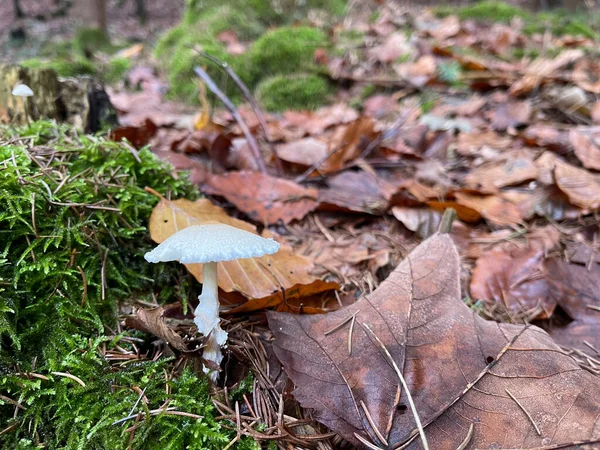 Einem Wald Berghang Wachsen Pilze Verschiedenen Orten — Stockfoto