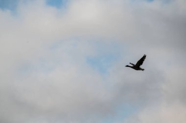 a dark  goose flies along the sky in front of a cloudy sky