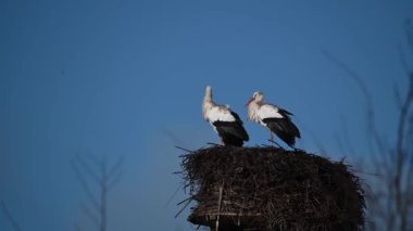 storks are sitting in their nest  with blue sky as background