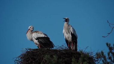 storks are sitting in their nest  with blue sky as background