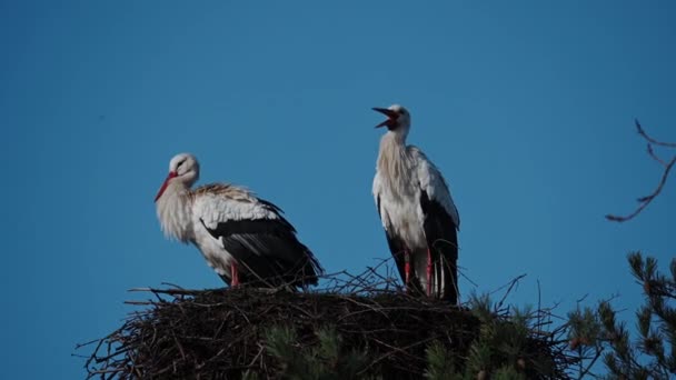 Storks Sitting Nest Blue Sky Background — Stok video