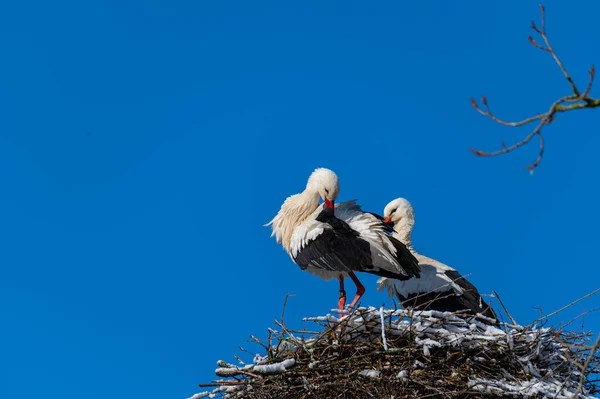 Störche Nest Nach Einem Schneeschauer — Stockfoto
