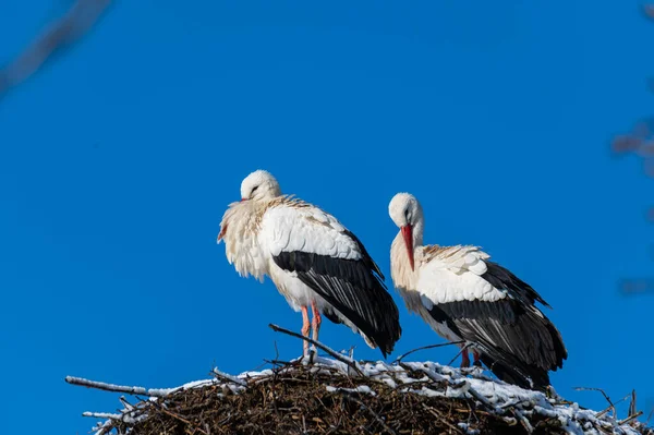 Störche Nest Nach Einem Schneeschauer — Stockfoto