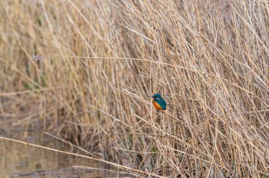 Bir kralbalıkçı (Alcedo at this), güneşten parlayan küçük bir derenin kenarında oturur.