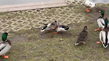 Nehir kenarında savaşan ördekler