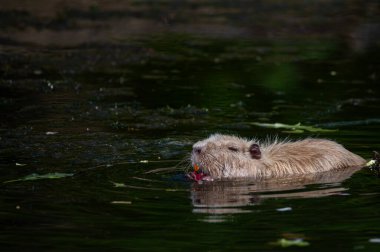 Nutria küçük bir nehirde dinleniyor.