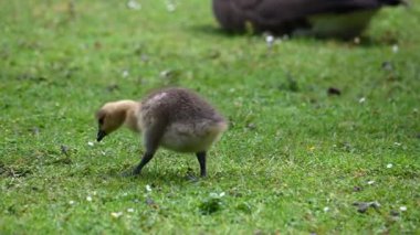 Kanadalı kaz civcivleri su birikintisinin yanındaki yeşil çayırda