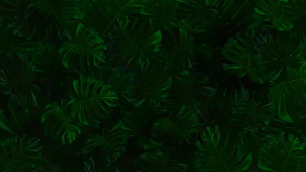 热带叶子 抽象绿叶质感 自然背景 Monstera Philodendron叶 热带森林植物 — 图库照片
