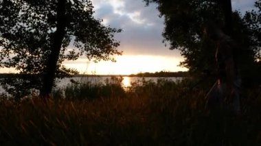 Gün batımında elinde metal dedektörüyle değerli metalleri arayan bir adamın silueti. Arka plandaki bitki örtüsünün arasında..