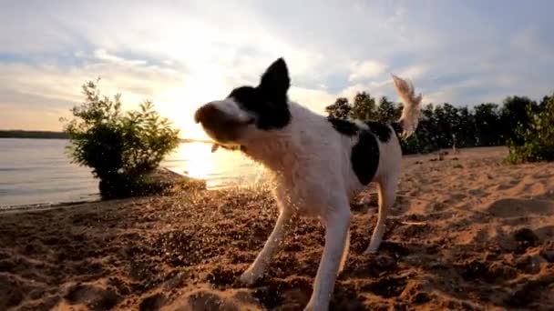 Våt Rolig Hund Slow Motion Hunden Skakar Efter Simning Floden — Stockvideo