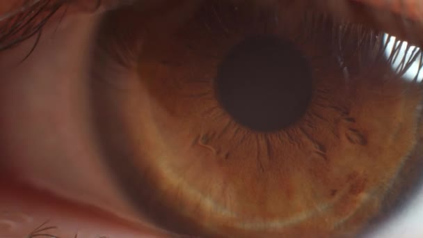 Макродиафрагма Глаза Коричневые Глаза Крупным Планом — стоковое видео