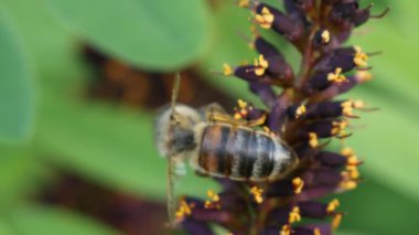 Arıların polen topladığı ve güzel leylak sarısı çiçeklerden nektar içtiği makroyu yakından çek. Bal arıları polenle doludur. Yabani çiçekli çimler ve yabani at arıları.