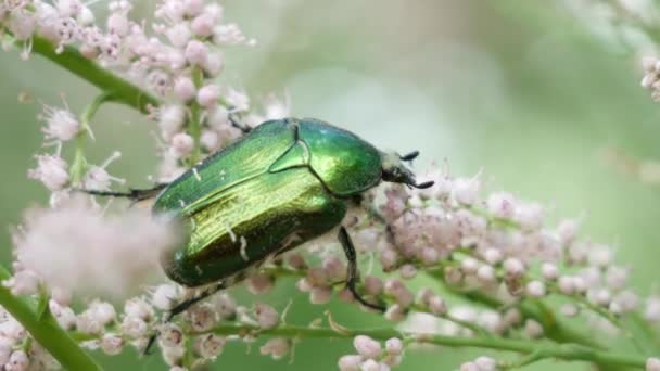 Bronzovka Altın Veya Haziran Böceği Çiçek Boyunca Sürünür Nektar Toplar — Stok video