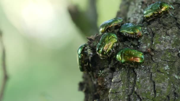 金黄色或六月黄色的甲虫沿着树皮爬行 — 图库视频影像