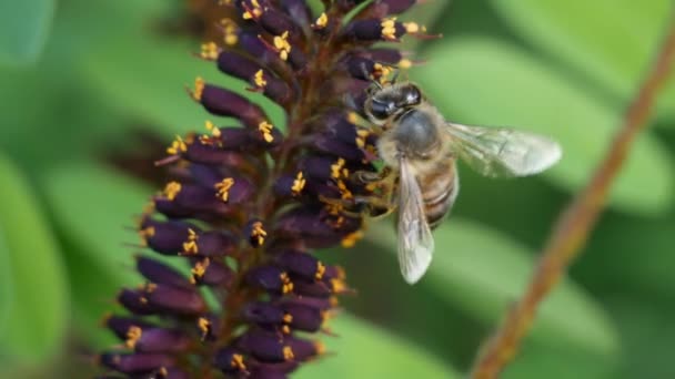 特写巨集 蜜蜂采集花粉 喝美丽的紫丁香黄花朵中的花蜜 蜜蜂充满花粉 野花野马蜂花草 — 图库视频影像
