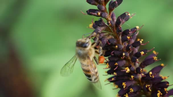 Крупним Планом Макрос Бджоли Збирають Пилок Ють Нектар Красивих Бузково — стокове відео