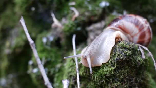 雨后一只蜗牛爬在潮湿的森林苔藓上 蜗牛的特写宏 — 图库视频影像