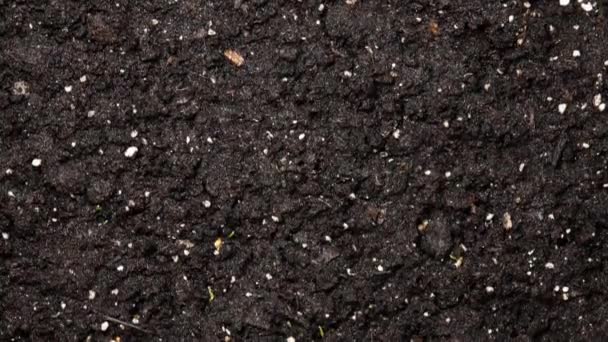 Time Lapse Fresh Green Wheat Plant Infekční Rostlina Houby Půdě — Stock video