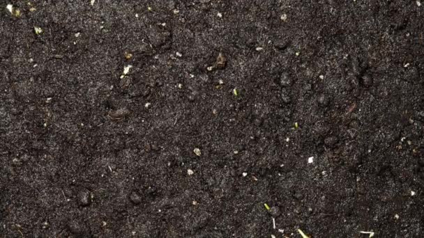 新鲜青小麦植物的时间间隔 感染的植物真菌在土壤中 小麦种子在地里发芽 微型绿色植物的生长速度加快 — 图库视频影像