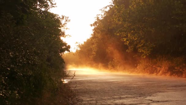 夕日と日当たりの良い雨と美しい道路フレーム 木々や茂みに囲まれたアスファルトの道路 — ストック動画