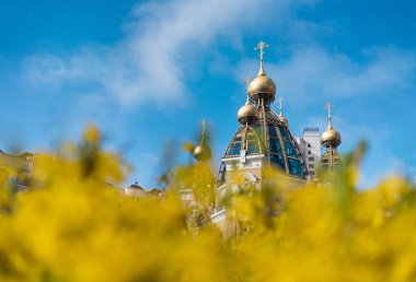 Ukrayna bayrağının renkleri: mavi gökyüzünün arka planına karşı kilise ve sarı forsythia