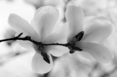 Beyaz arkaplanda bir dalda iki beyaz manolya çiçeği