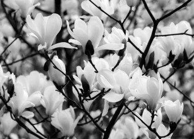 en güzel beyaz manolya çiçekleriyle siyah beyaz fotoğraf dalı