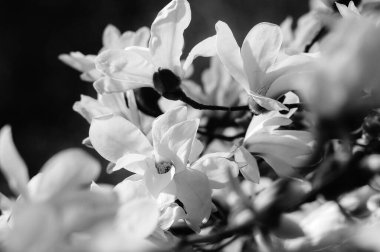 en güzel beyaz manolya çiçekleriyle siyah beyaz fotoğraf dalı