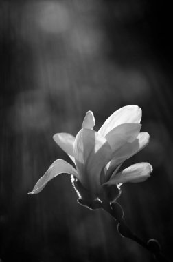 Siyah beyaz manolya çiçeği koyu arkaplanda çiçek açar.