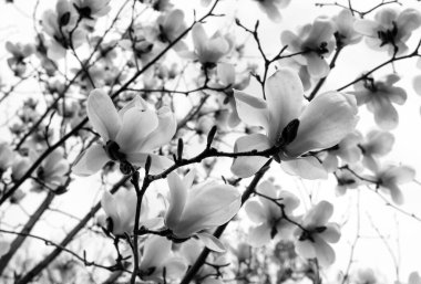 en güzel beyaz manolya çiçekleriyle siyah beyaz fotoğraf dalı