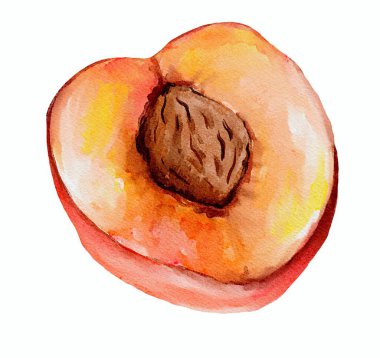 suluboya resimleme, beyaz arkaplanda elle çizilmiş elma