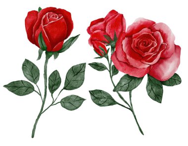 Beyaz arka planda izole kırmızı gül çiçekleri. Suluboya resim. yüksek kaliteli resimleme.
