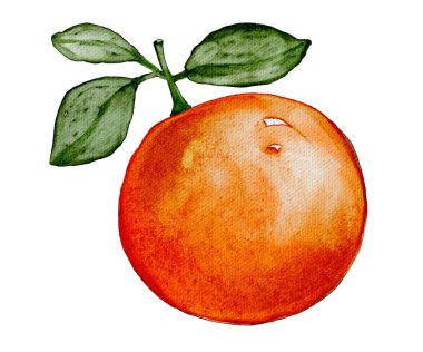 Meyvenin el çizimi suluboya çizimi.