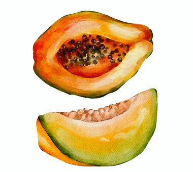 Beyaz arkaplanda avokado meyvesinin suluboya resmi