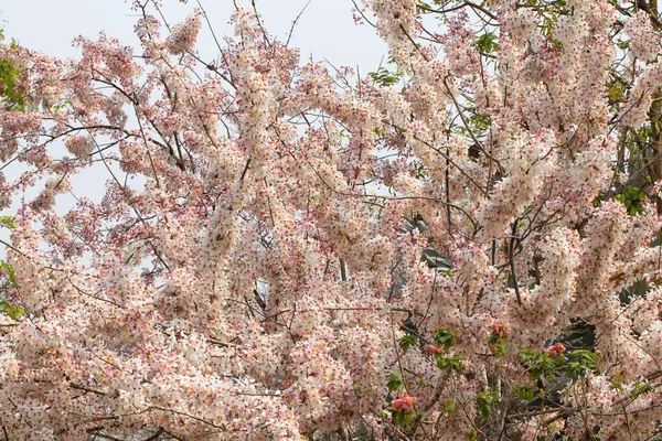 Desejando Árvore Chuveiro Rosa Cássia Rosa Rosa Branco Duche — Fotografia de Stock