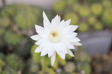 Plastik saksıda büyüyen kaktüs çiçeği..