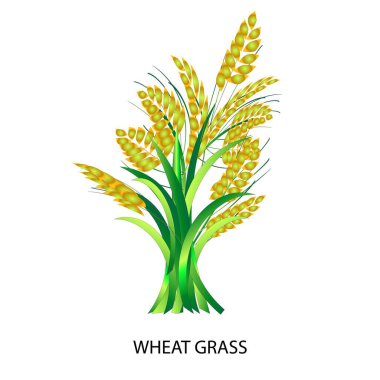 Wheat Grass Vector Illustration and symbol