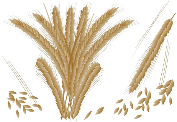 Illustration Von Weizenpflanzen Und Getreidevektoren — Stockvektor