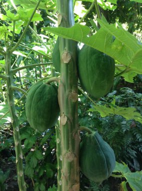 Ağaç Fotoğrafında asılı Papaya Meyvesi