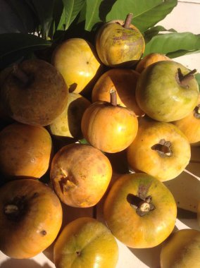 Canistel veya Pouteria veya Egg Fruit Fotoğrafı