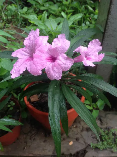 stock image Ruellia Simplex Plant or Wild Petunias Flower