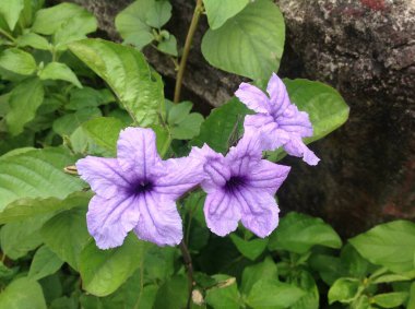 Ruellia Tuberosa or Snapdragon root Flower clipart