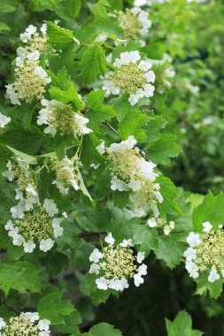 Bahar bahçesindeki Viburum çiçekleri
