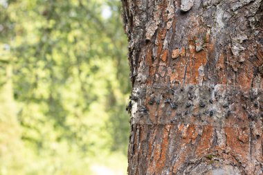 Böceklere karşı yapıştırıcı bant halkası bir bahçe ağacının etrafında, böceklerle