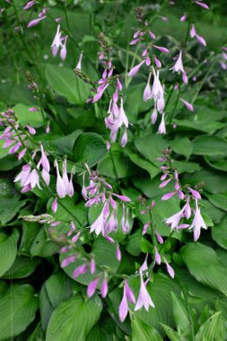 Yaz bahçesinde çiçekli daimi konaklama tesisi