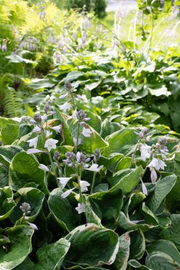 Yaz bahçesinde çiçekli daimi konaklama tesisi